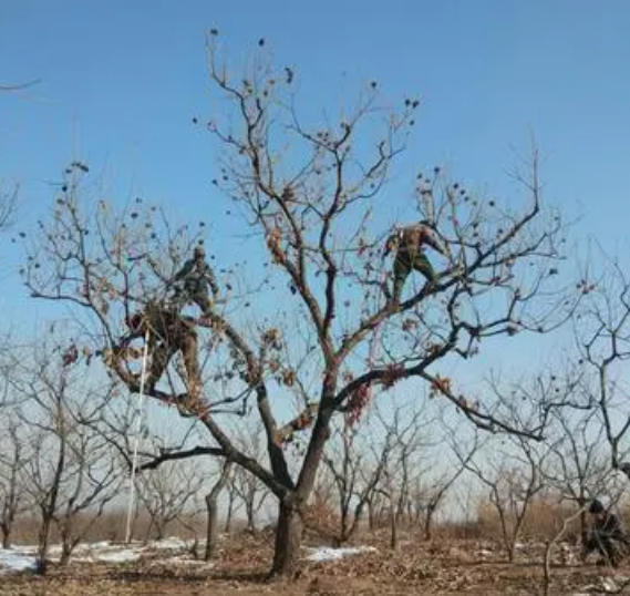 三年板栗树修剪方法