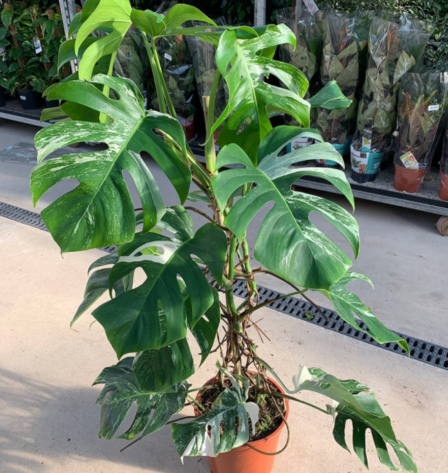 一米三的龟背竹用多大花盆