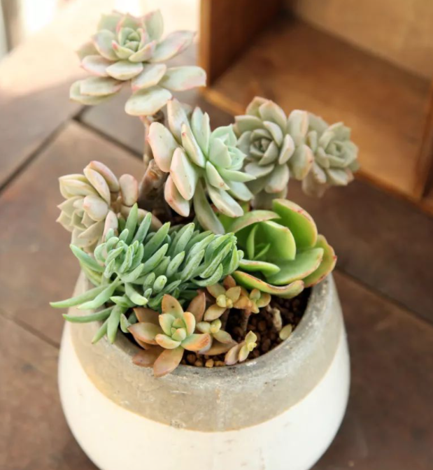 多肉花放在卧室里好吗