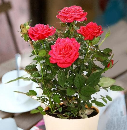 玫瑰花怎样过冬