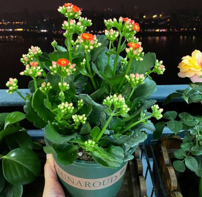 养长寿花用多大口径的花盆