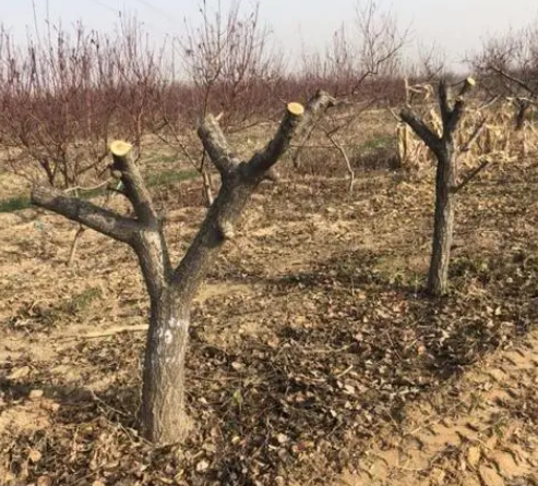 杏树移栽的最佳时间