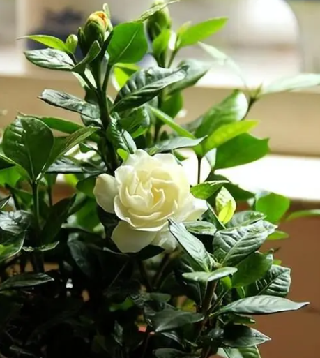 栀子花浇水管理