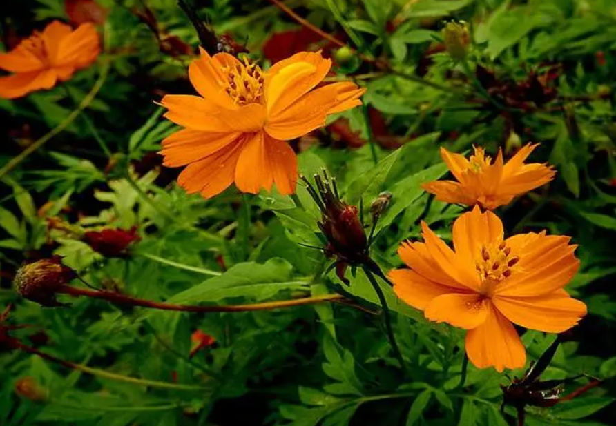 黄秋英花有毒吗