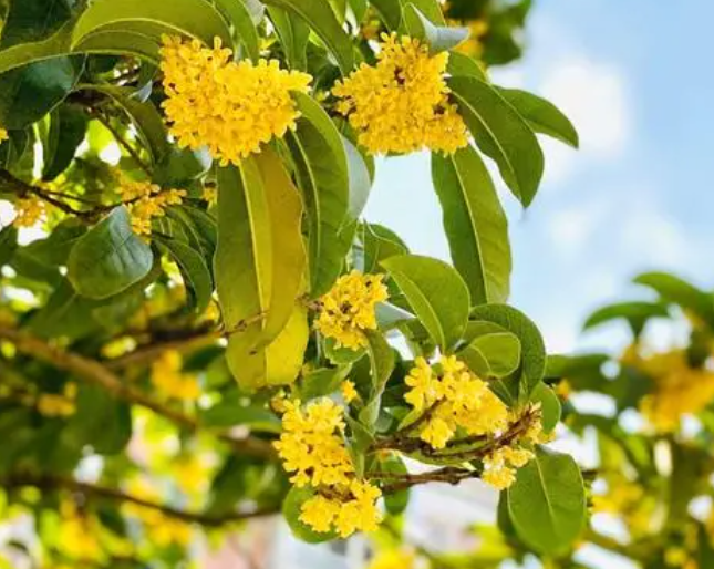 桂花树的主要品种有哪些