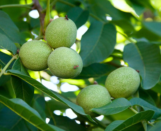 核桃树何时修剪比较好