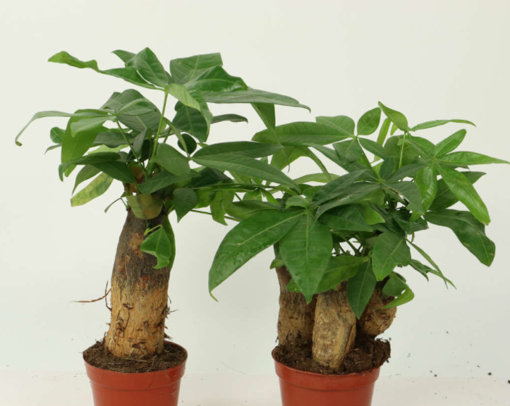 啤酒可以浇发财树吗