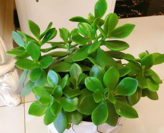 水培玉树的步骤是什么