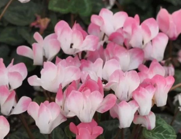 兔子形状的花是什么呢