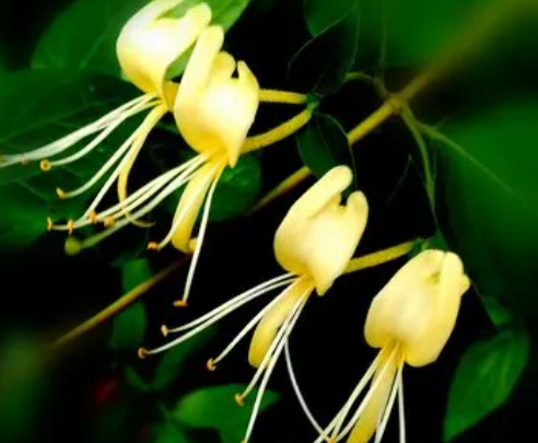 金银花怎么嫁接