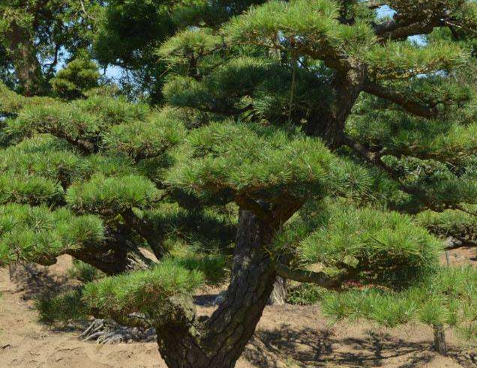 观赏松树怎么养