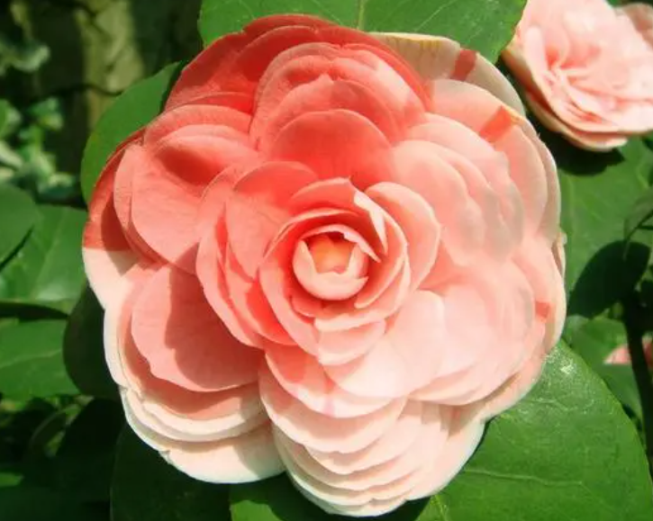 山茶花生长在什么环境