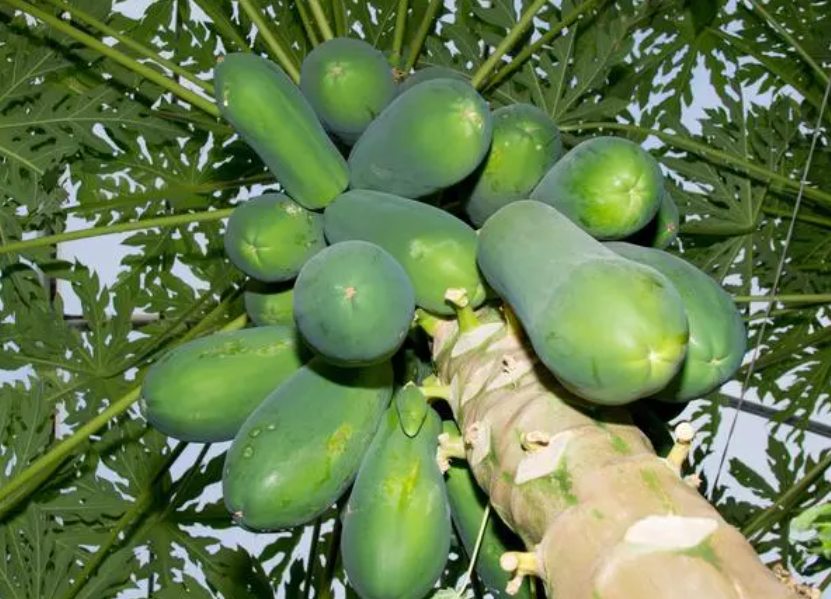 木瓜树可以嫁接什么果树