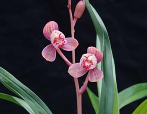 如何判断兰花是缺水还是多水