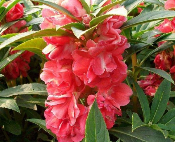 凤仙花又被称为什么花