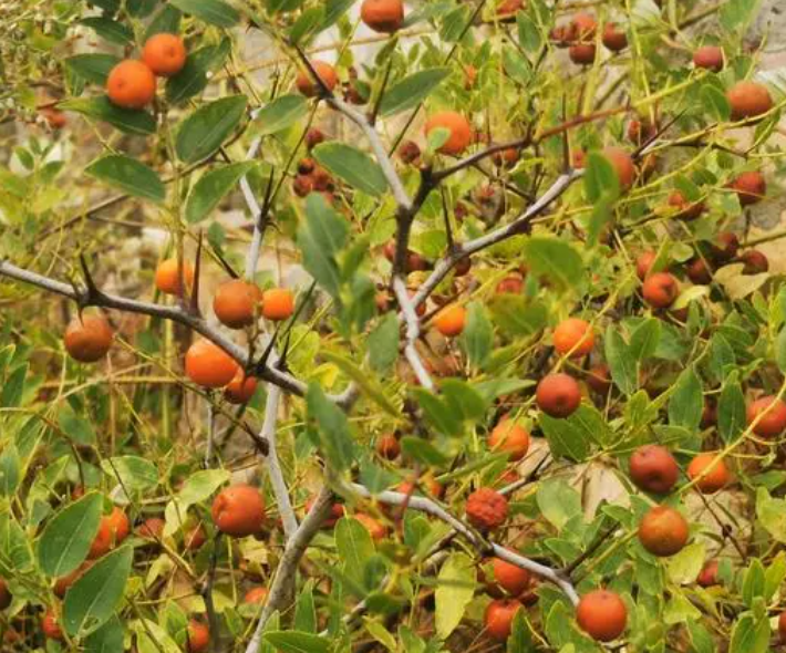 山上结红色果实带刺的树是什么呢