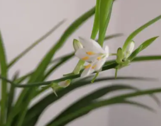 兰花催花啥肥料好呢