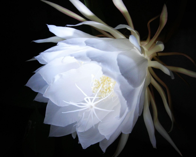 昙花的养殖方法和注意事项是什么