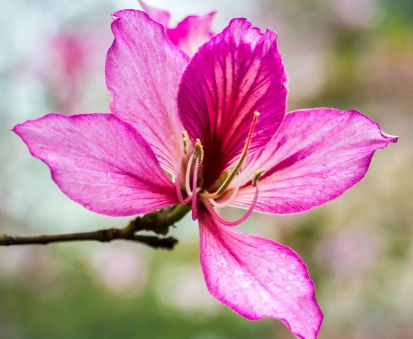 紫荆花什么时候开花