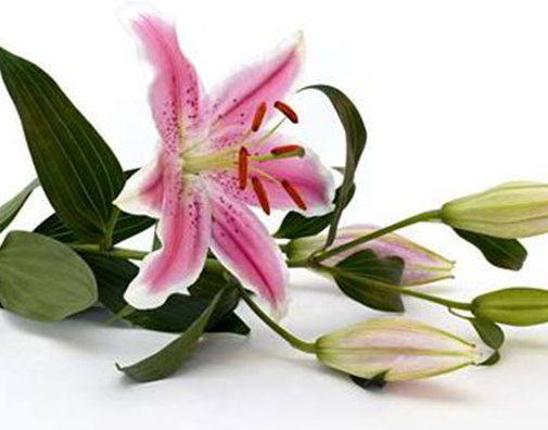 百合花开完了怎么办呢