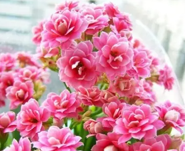 家里养多少盆长寿花合适