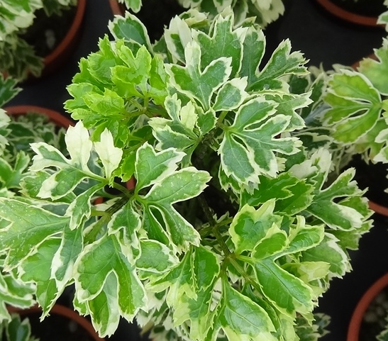 雪花福禄桐的养殖方法是什么