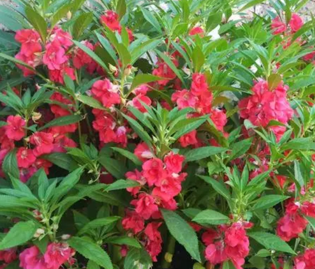 凤仙花的食用价值是什么呢