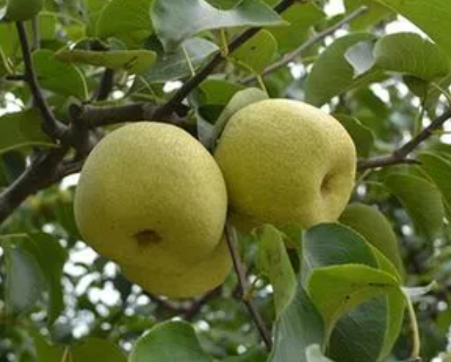 适合湖北种植的梨树品种有哪些呢