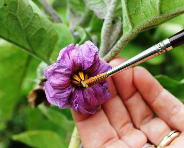 花的授粉过程如何