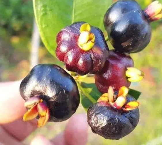 巴西樱桃什么时候开花结果