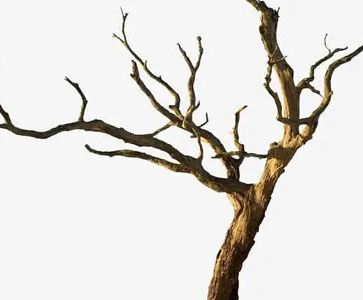 干枯的树枝为什么要剪掉