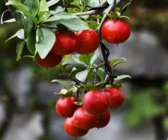 金弹子树有几种