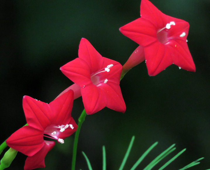 五角星花种子几月采收