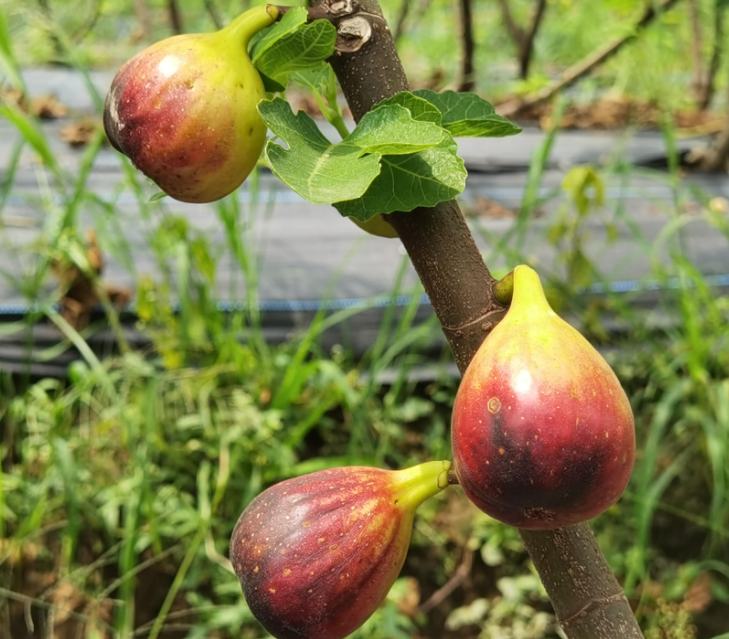 无花果树长什么样子