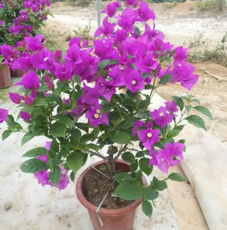 雪紫三角梅勤花吗