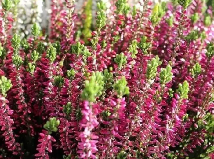 帚石楠花干了怎么办