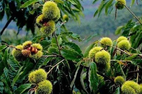 一棵板栗树能产多少斤