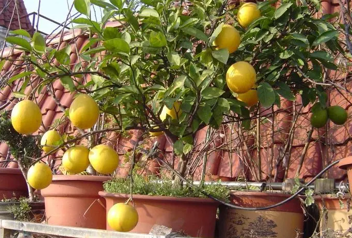 阳台放柠檬树吉利吗
