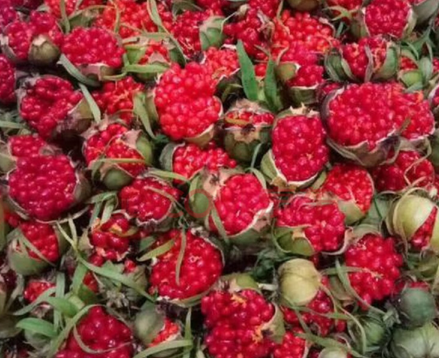 独角莲开花结果实种子吗