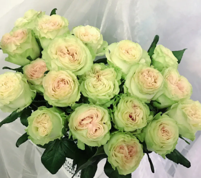 琉璃翠月季的花色特点