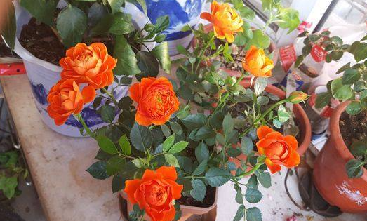 如何用啤酒水浇月季花