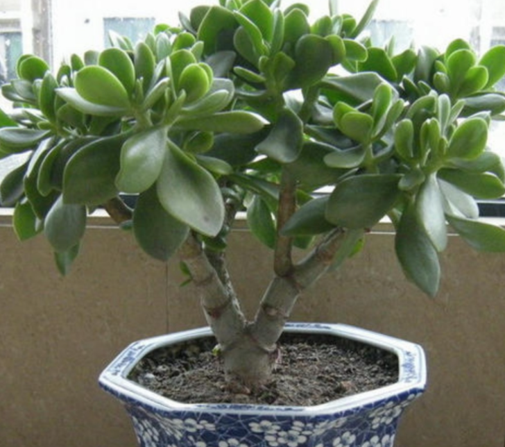 室内养玉树有什么危害