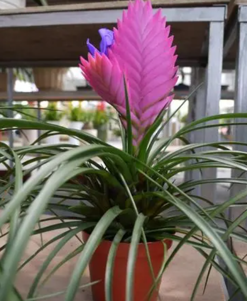 铁扇公主花有毒吗