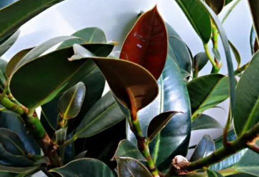 橡皮树如何过冬