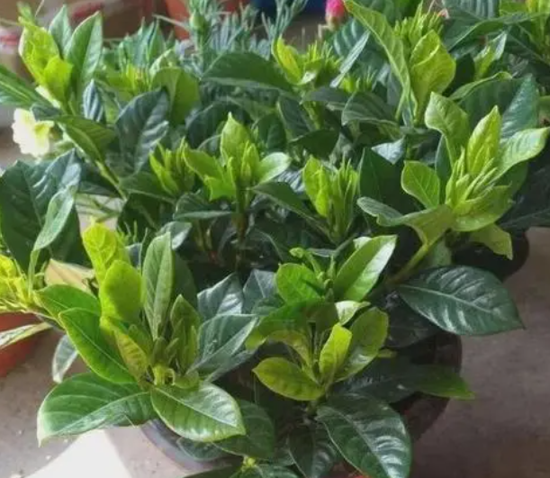 栀子花光长叶子不长花苞怎么回事