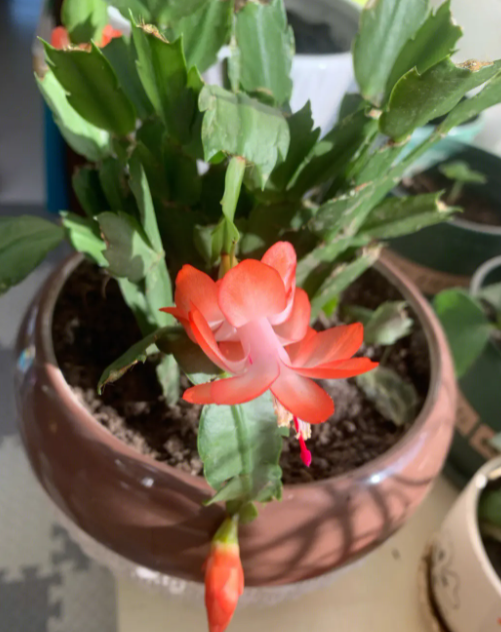 使蟹爪兰开花的妙招