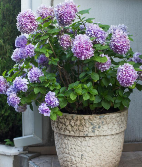 绣球花什么时候种比较好