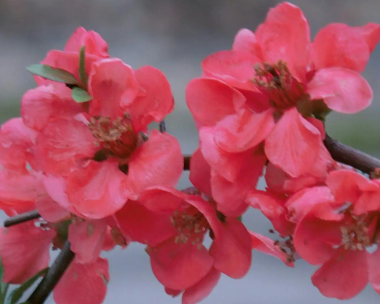 新买的海棠花怎样上盆