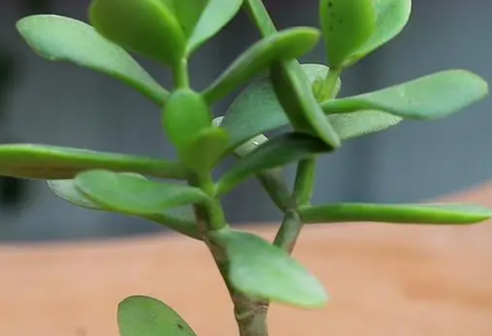 玉树换盆几天能服盆