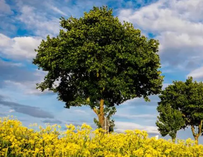 夏季树木栽植及养护技术如何